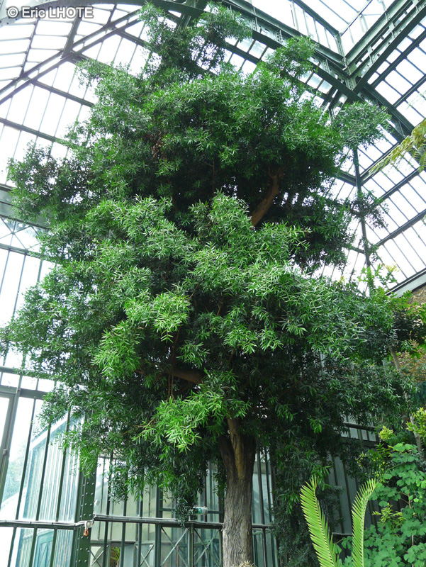  - Podocarpus macrophyllus - 