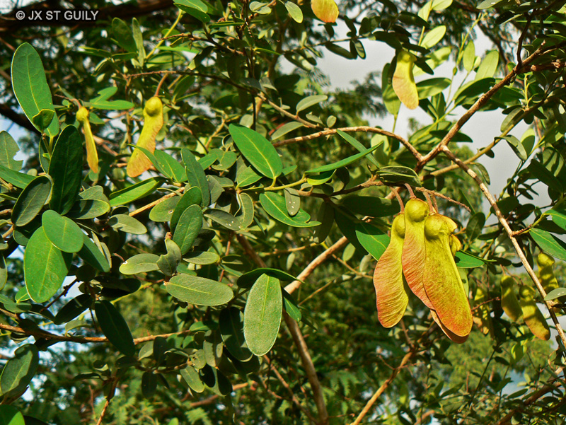 Polygalaceae - Securidaca longepedunculata - Wolof fouf, Arbre à serpent