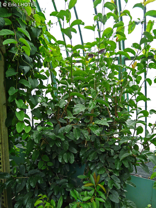 Polygonaceae - Coccoloba diversifolia - Raisinier