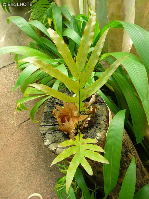 Polypodiaceae - Lepisorus thunbergianus - Lepisorus thunbergianus