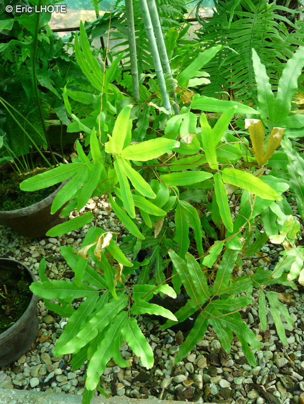 Polypodiaceae - Lygodium volubile - Lygodium