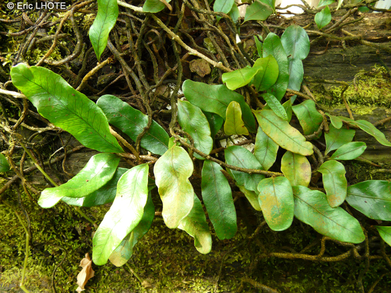 Polypodiaceae - Microgramma lycopodioides, Polypodium lycopodioides - Microgramma, Clubmoss snakefern