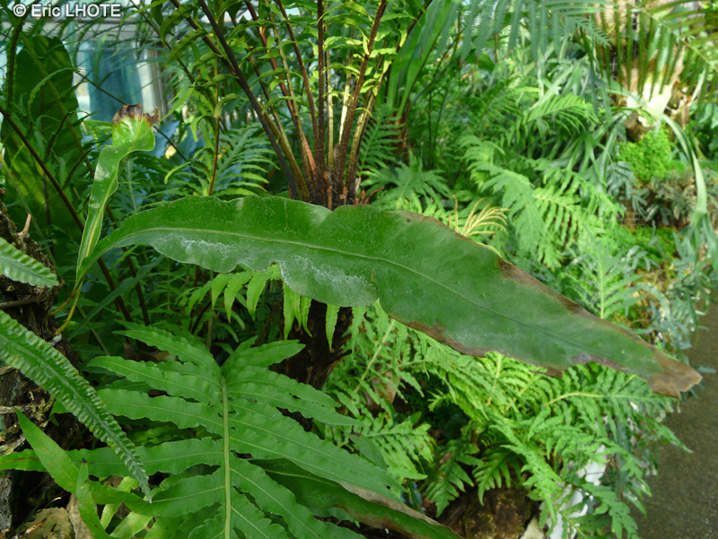 Polypodiaceae - Microsorum pappei - Microsorum