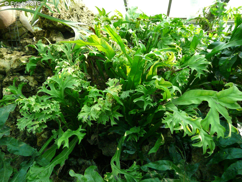 Polypodiaceae - Microsorum punctatum Grandiceps - Microsorum