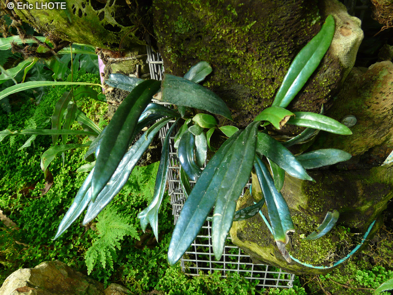 Polypodiaceae - Microsorum steerei - Microsorum