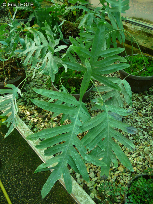 Polypodiaceae - Phlebodium aureum Areolatum - Phlebodium