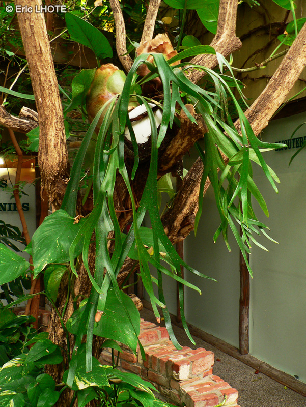 Polypodiaceae - Platycerium bifurcatum, Platycerium alcicorne - Corne d’élan, Bois-de-cerf, Fougère corne de cerf