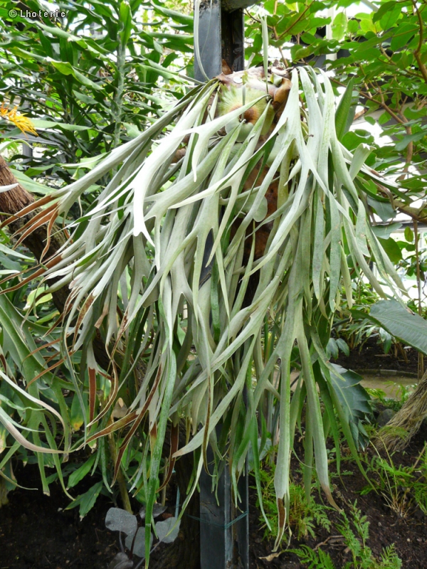 Polypodiaceae - Platycerium lemoinii - Fougère corne d'élan