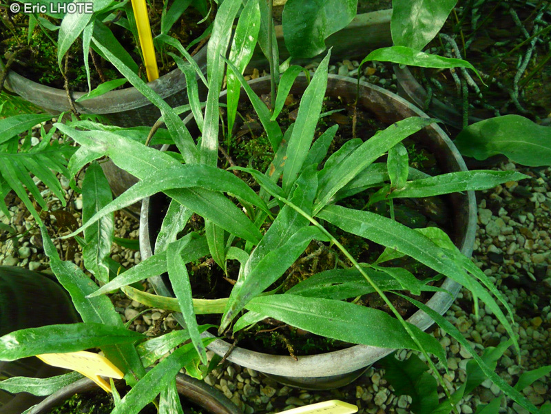 Polypodiaceae - Pleopeltis lanceolata - Pleopeltis