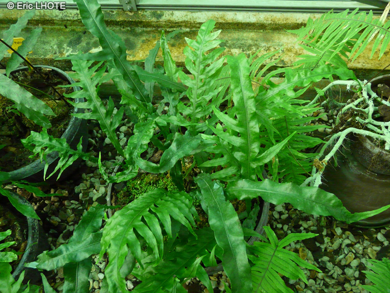 Polypodiaceae - Polypodium billardieri - Polypodium
