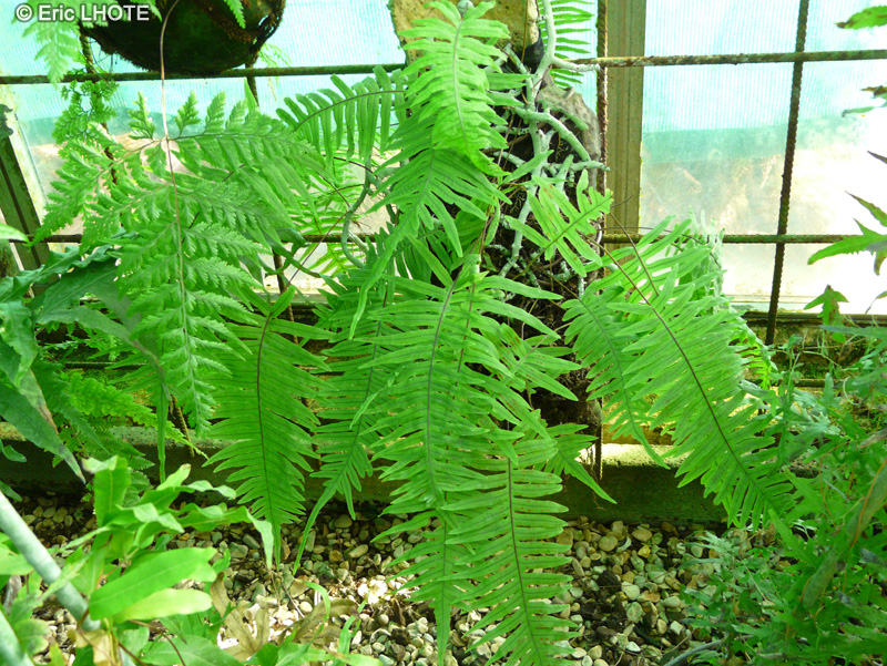 Polypodiaceae - Polypodium formosanum - Polypodium
