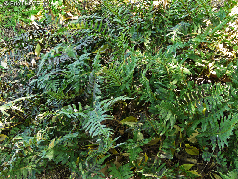 Polypodiaceae - Polypodium vulgare - Réglisse de terre, Réglisse des bois, Polypode de Virginie