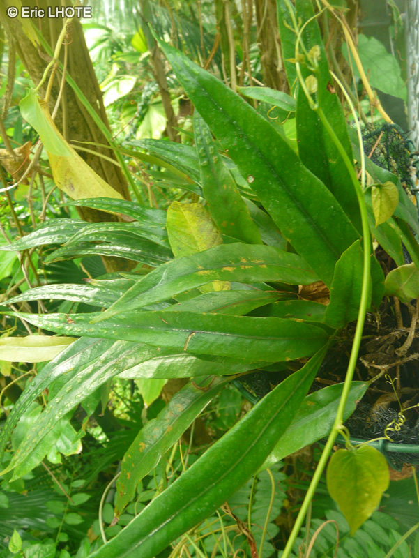 Polypodiaceae - Pyrrosia angustata - Pyrrosia