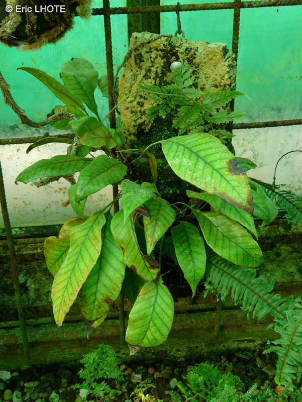 Polypodiaceae - Pyrrosia christii - Pyrrosia
