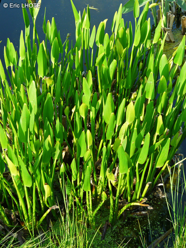 Pontederiaceae - Pontederia lanceolata - Pontédérie à feuilles lancéolées