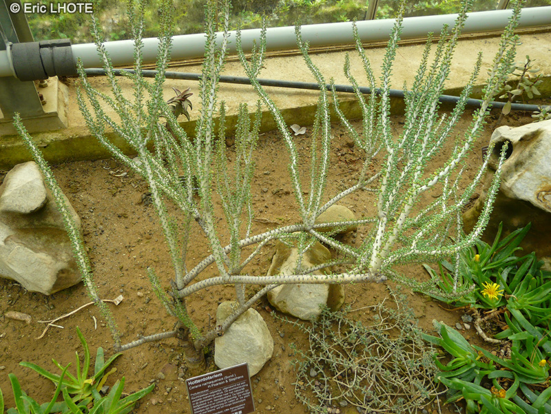 Portulacaceae - Ceraria namaquensis - Namaqua porkbush