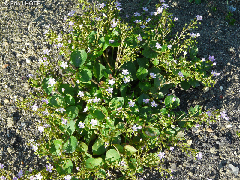 Portulacaceae - Montia sibirica, Claytonia sibirica - Claytonie de Sibérie