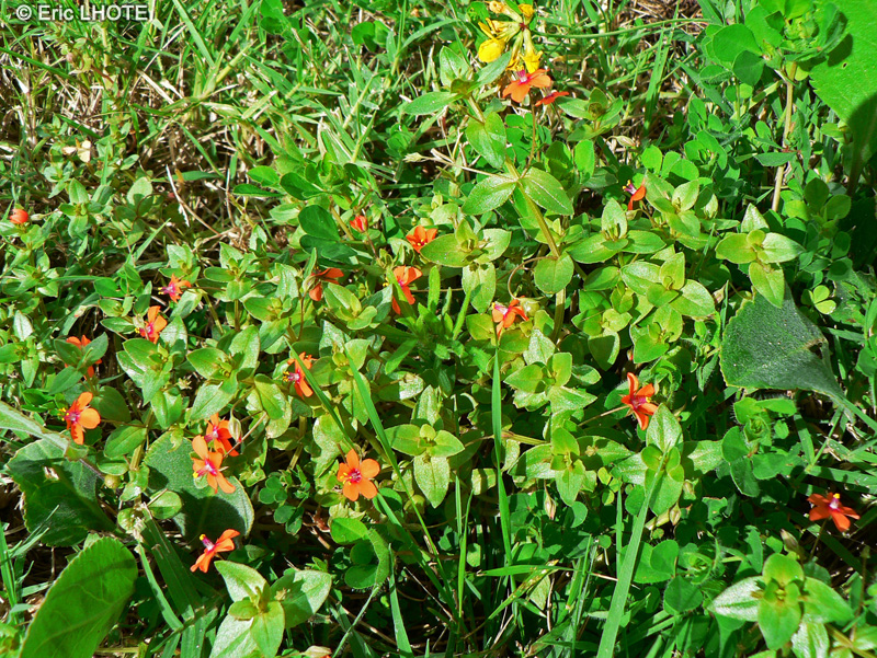 Primulaceae - Anagallis arvensis - Mouron des champs, Morgeline d'été, Miroir du temps, Menuchon