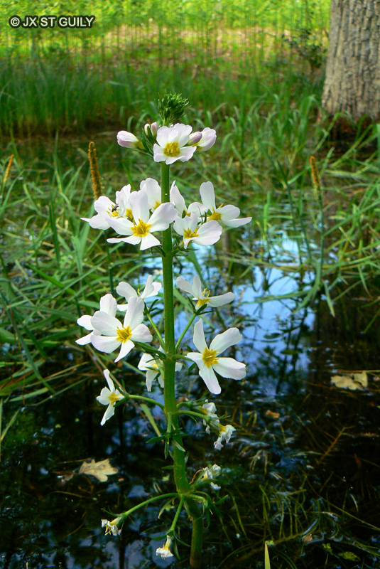 Primulaceae - Hottonia palustris - Hottonie des marais, Violette d’eau