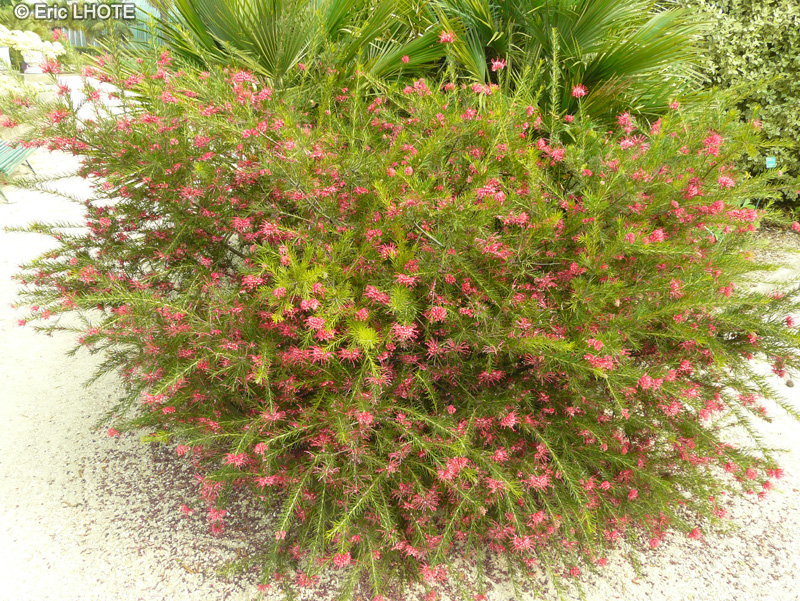 Proteaceae - Grevillea rosmarinifolia - Grévilléa à feuilles de romarin