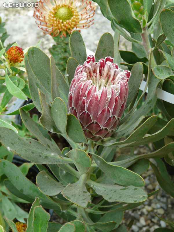 Proteaceae - Protea compacta x obtusifolia Red Baron - Protée