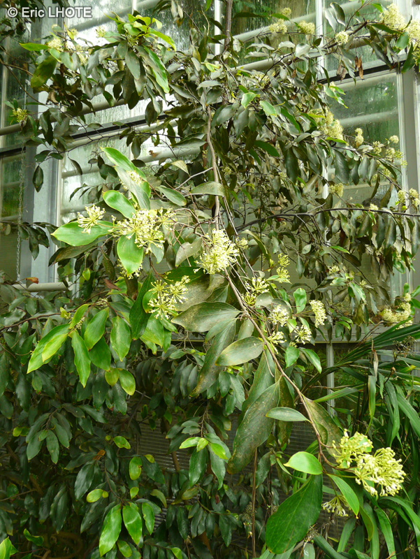 Proteaceae - Stenocarpus salignus - Stenocarpus