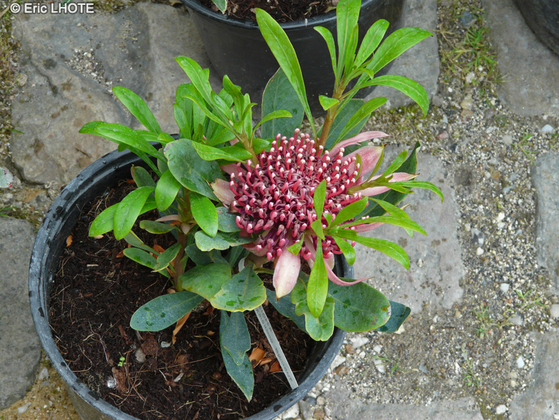 Proteaceae - Telopea Braidwood Brillant - Waratah