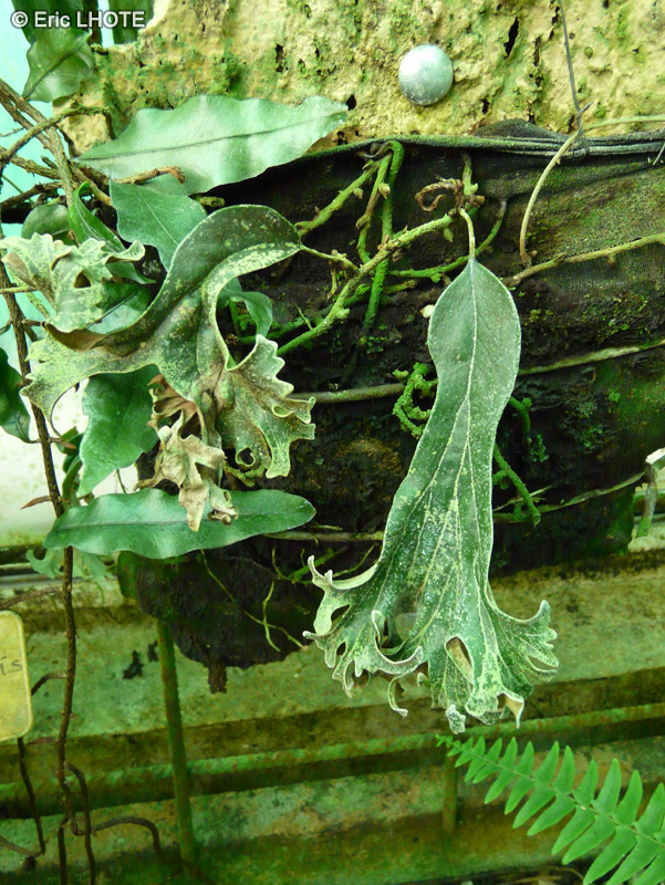 Pteridaceae - Acrostichum corymbiferum - Acrostichum