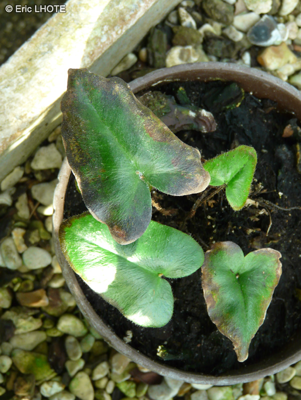 Pteridaceae - Hemionitis arifolia - Hémionite à feuilles d’Arum, Heart fern
