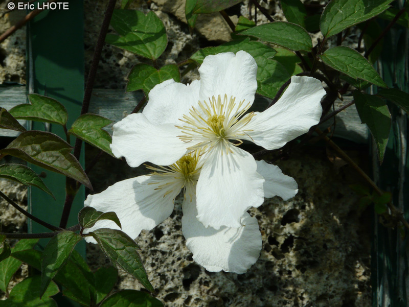 Ranunculaceae - Clematis spooneri - Clématite
