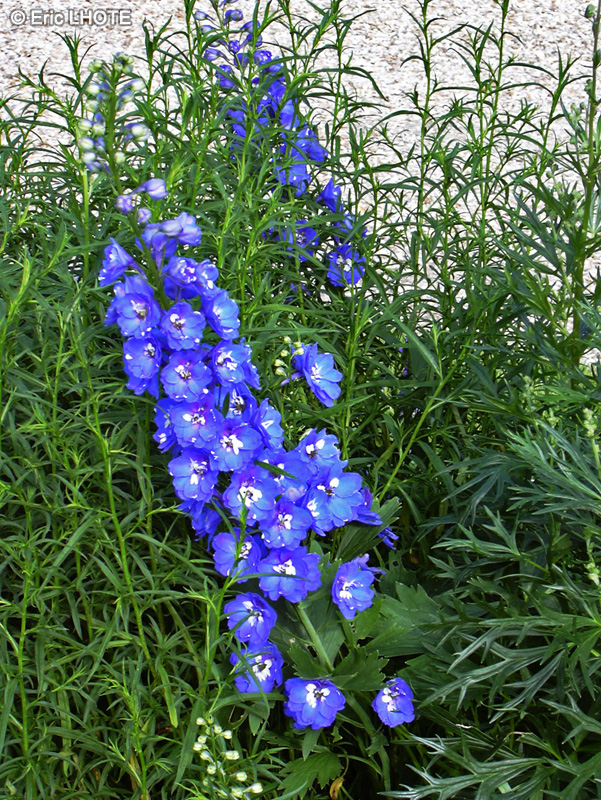 Ranunculaceae - Delphinium Blue Heaven - Dauphinelle, Pied d’alouette
