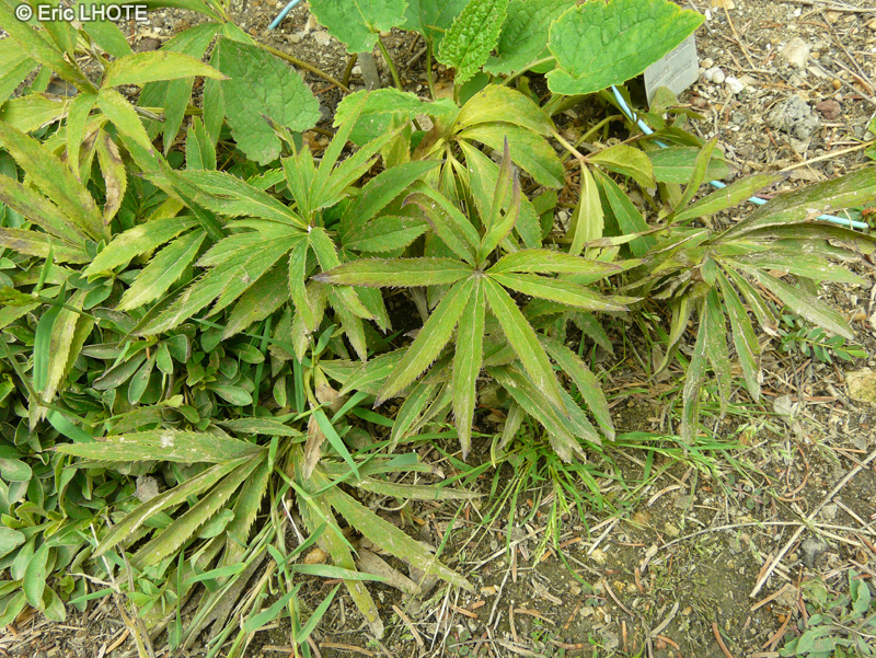Ranunculaceae - Helleborus multifidus ssp. serbicus - Hellébore