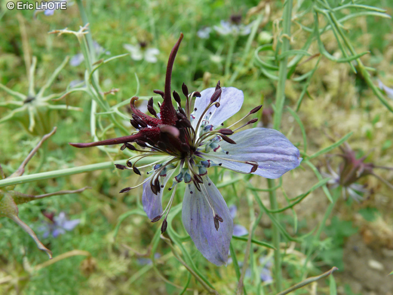 Ranunculaceae - Nigella hispanica - Nigelle d’Espagne
