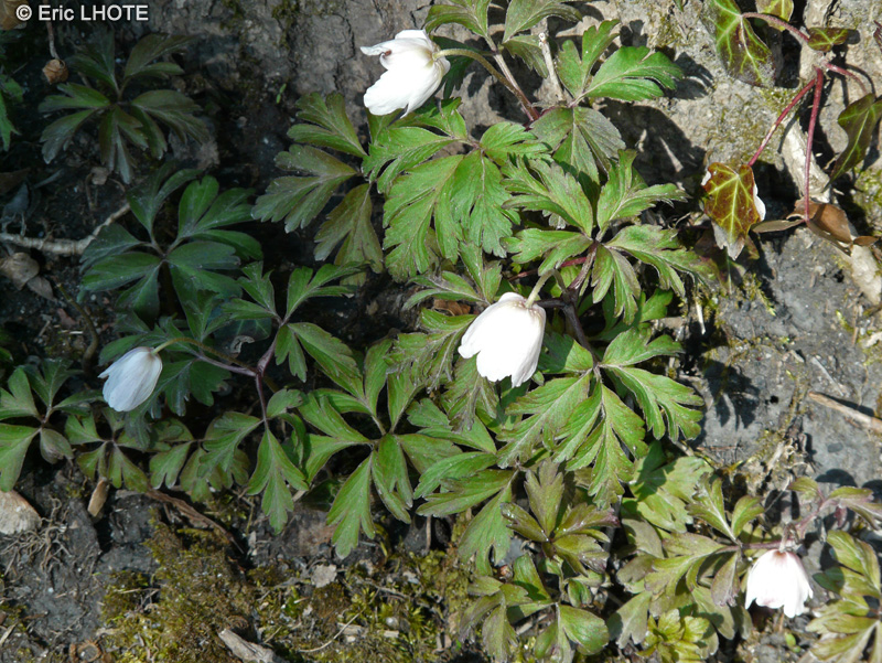 Ranunculaceae - Pulsatilla alpina, Pulsatilla alba - Anémone Pulsatille des Alpes