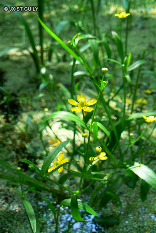 Ranunculaceae - Ranunculus flammula - Renoncule flammette, Petite Douve, Petite flamme
