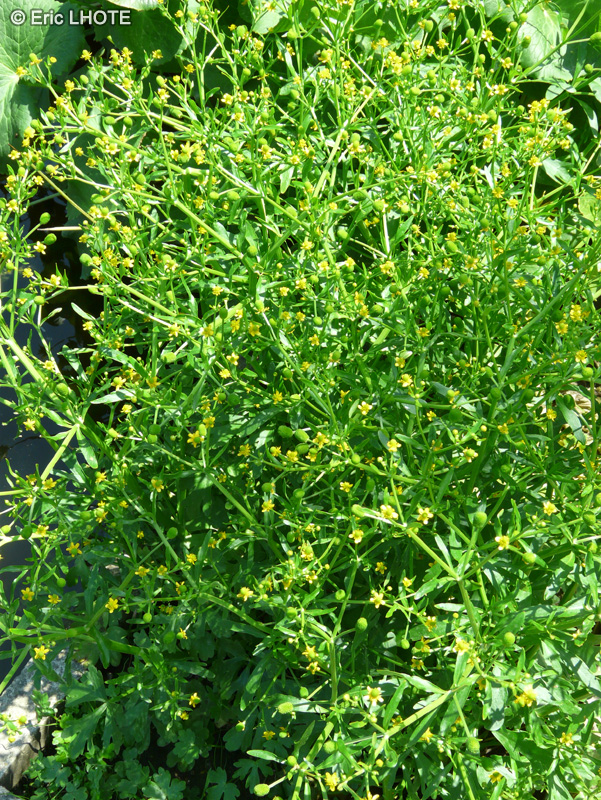 Ranunculaceae - Ranunculus sceleratus - Renoncule Scélérate, Renoncule à feuilles de Céleri