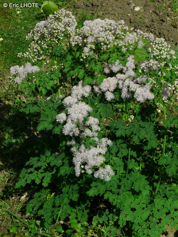 Ranunculaceae - Thalictrum aquilegifolium - Pigamon à feuilles d’Ancolie