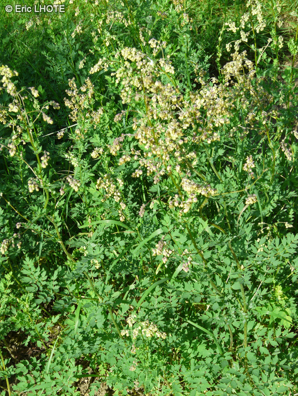 Ranunculaceae - Thalictrum simplex - Pigamon simple