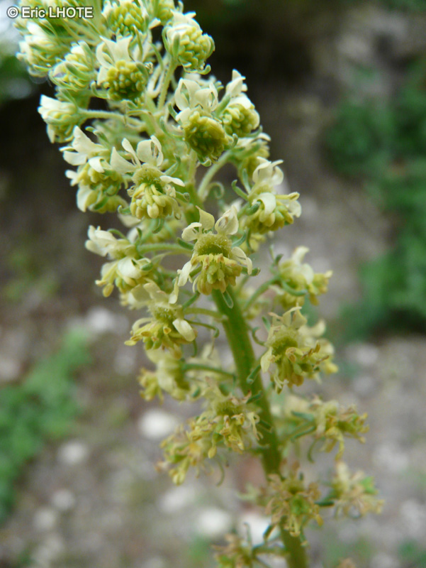 Resedaceae - Reseda lutea - Réséda jaune, Réséda sauvage, Réséda bâtard, Faux Réséda