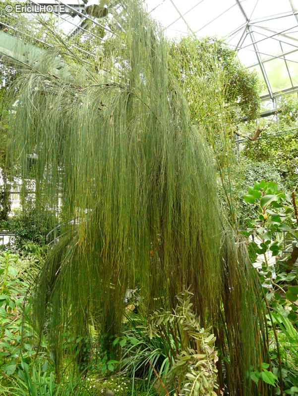 Restionaceae - Cannomois virgata - Cannomois