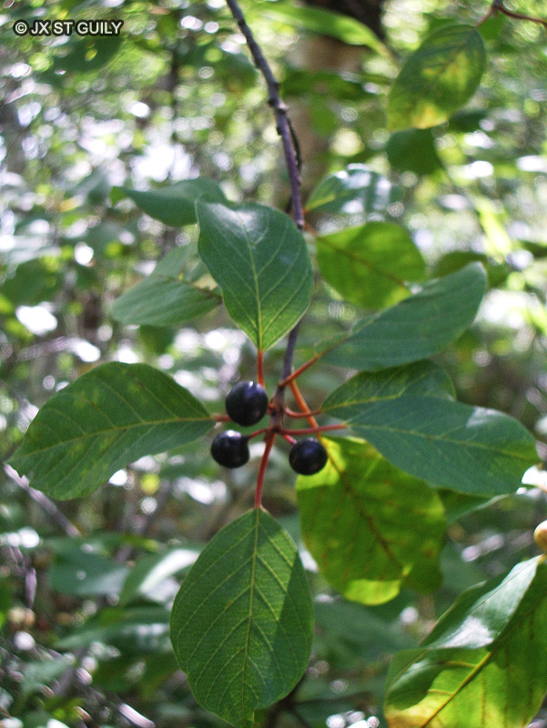 Rhamnaceae - Frangula alnus - Bourdaine, Aulne noir