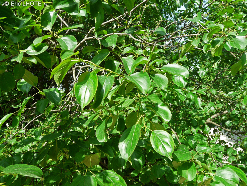 Rhamnaceae - Rhamnus catharica - Nerprun officinal