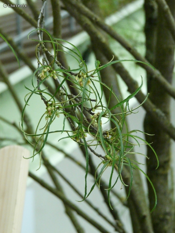  - Rhamnus frangula Asplenifolia - 
