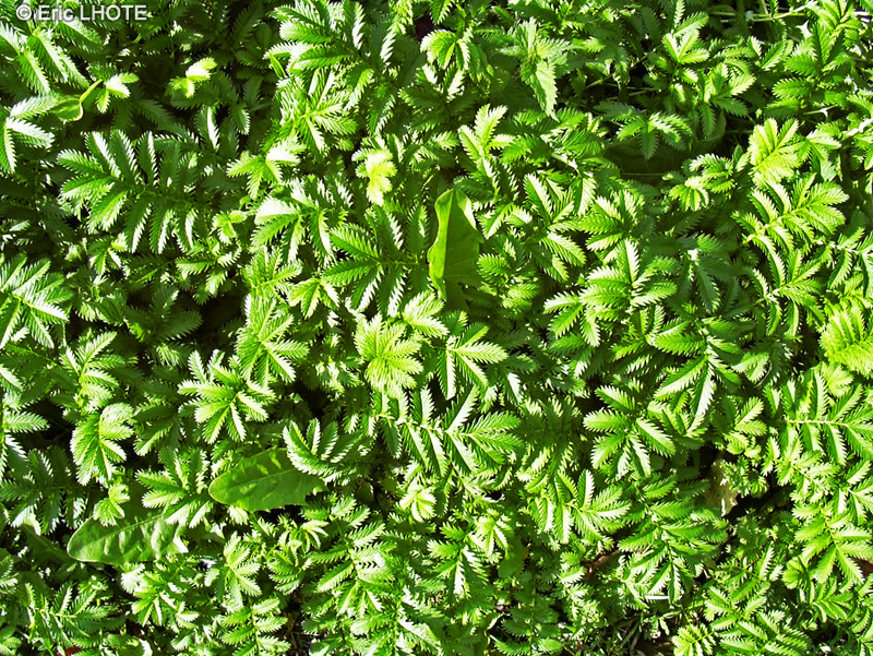 Rosaceae - Agrimonia eupatoria - Aigremoine