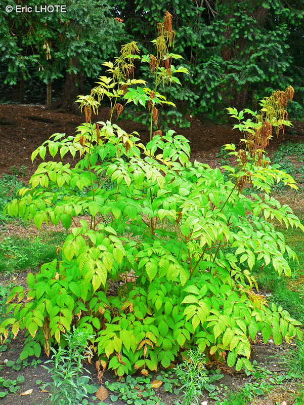 Rosaceae - Aruncus dioicus - Aronce dioïque, Barbe-de-bouc, Reine des bois
