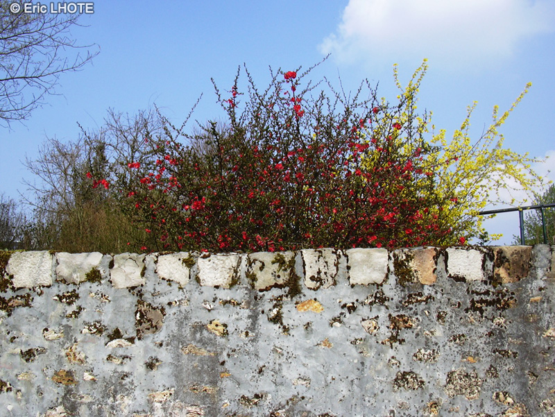 Rosaceae - Chaenomeles japonica - Cognassier du Japon, Cognassier à fleurs, Pommier du Japon