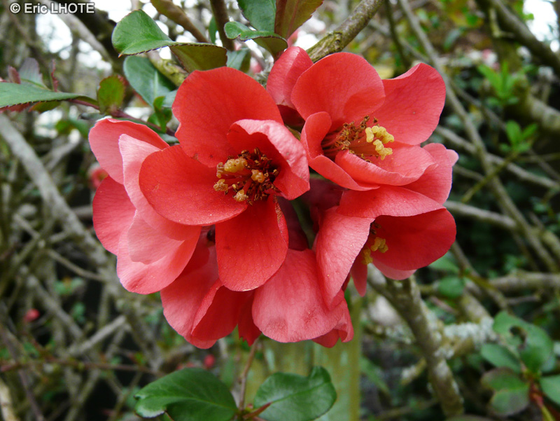 Rosaceae - Chaenomeles x Superba - Cognassier à fleurs