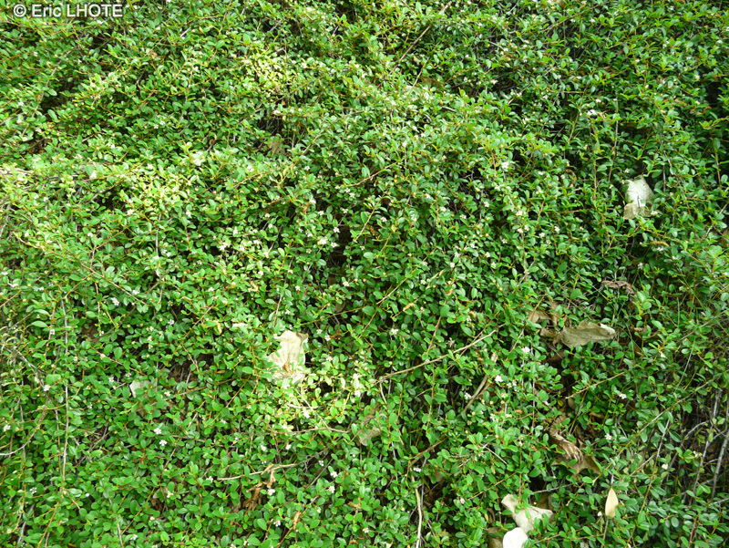 Rosaceae - Cotoneaster dammeri Eichholz - Cotonéastre rampant