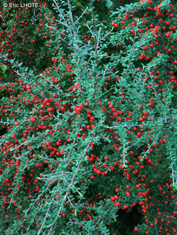 Rosaceae - Cotoneaster horizontalis - Cotonéastre rampant, Cotonéastre horizontal