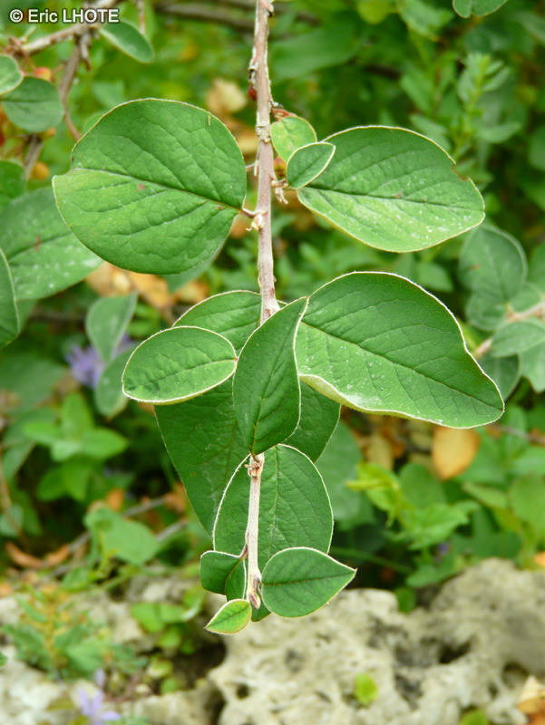Rosaceae - Cotoneaster integerrimus - Cotonéastre commun